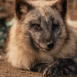 Arctic Fox